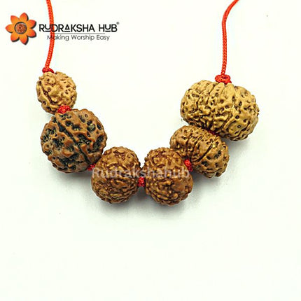 Rudraksha for Civil Servants