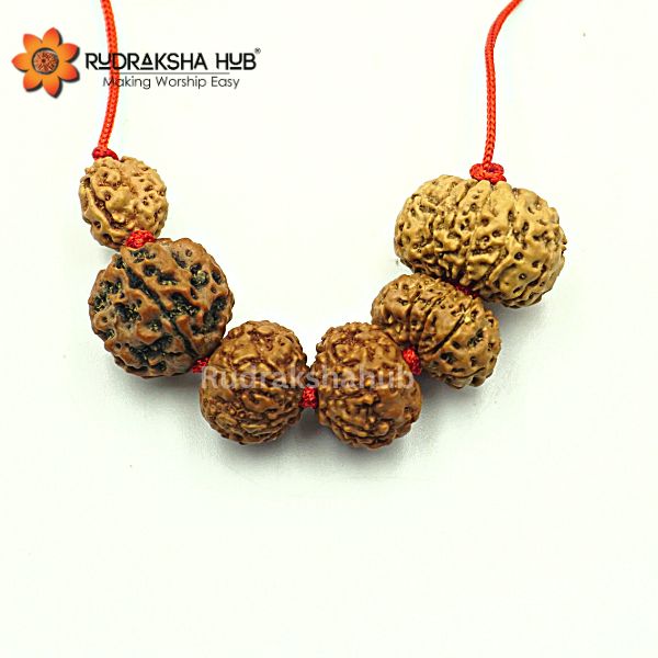 Rudraksha for Civil Servants