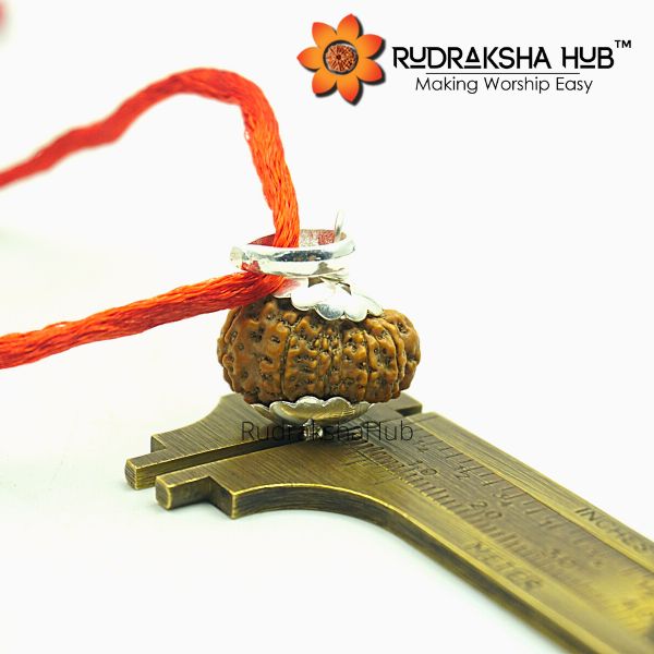 17 Mukhi Rudraksha Pure Silver Pendant (Indonesian)