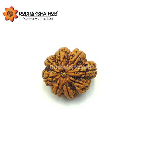8 Mukhi Ganesha Rudraksha