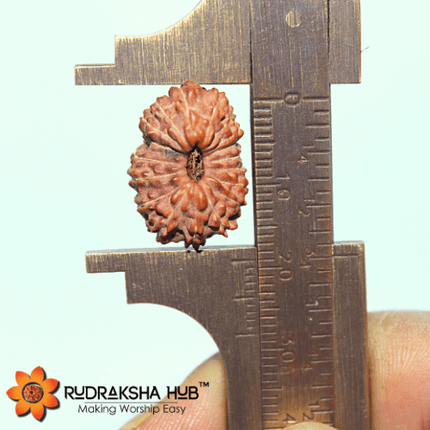 18 मुखी रुद्राक्ष (इंडोनेशियाई)