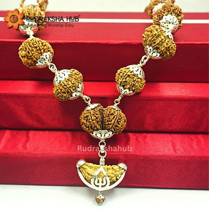 1-14 Mukhi Siddha Rudraksha Mala (Nepali)