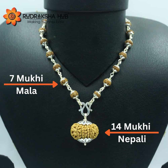 Money Magnet Rudraksha