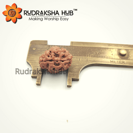 2 मुखी रुद्राक्ष (नेपाली)