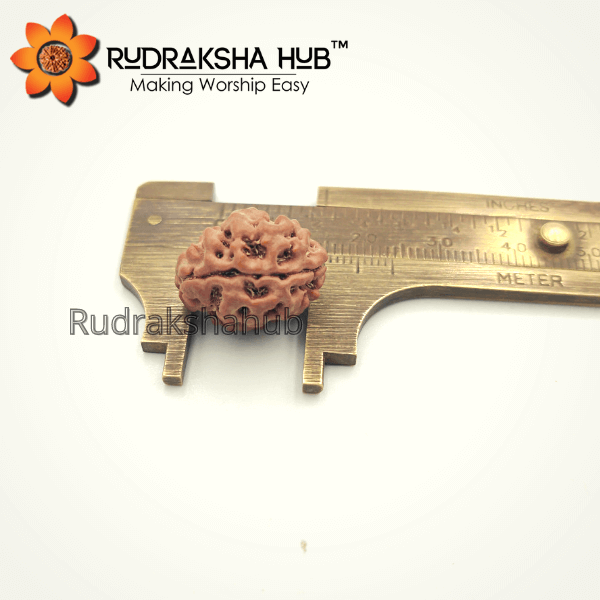 2 Mukhi Rudraksha (Nepali)