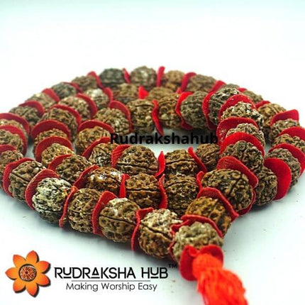 Jaagrit Rudraksha Kantha Mala Energised