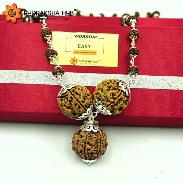 Rudraksha for Intelligence and Smartness
