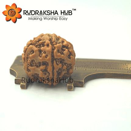 5 मुखी रुद्राक्ष (नेपाली)