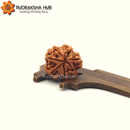 7 मुखी रुद्राक्ष (नेपाली)
