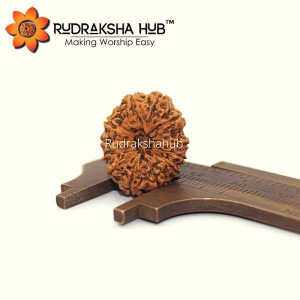 12 Mukhi Rudraksha (Indonesian)