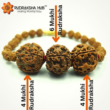 Rudraksha for Students