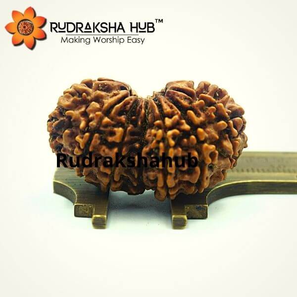 14 Mukhi Gauri Shankar Rudraksha (Nepali)
