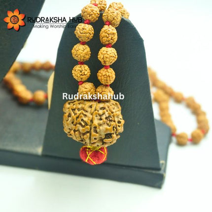 Rudraksha for Rahu Dosh