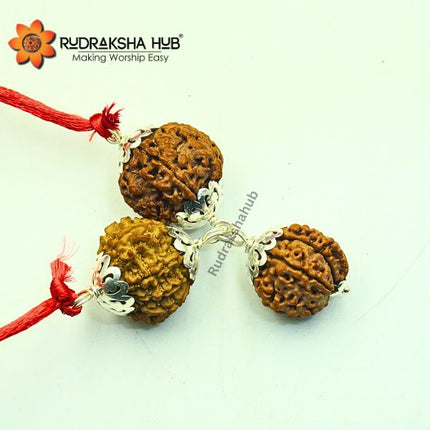 Rudraksha for Accountants