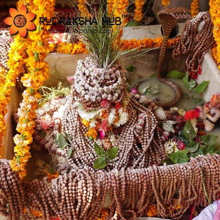 Jaagrit Rudraksha Mala Free Size Energised