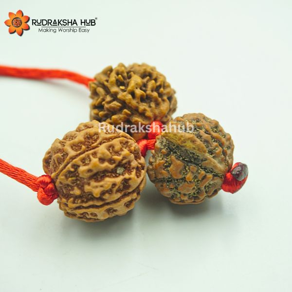 Rudraksha for Aspirants