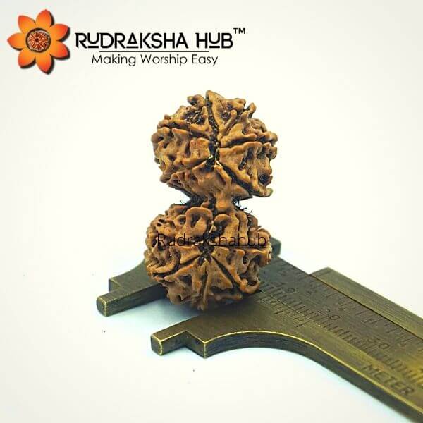 11 Mukhi Gauri Shankar Rudraksha (Nepali)