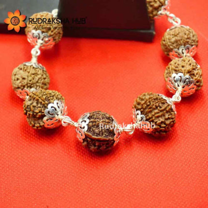 Rudraksha for Cash Flow