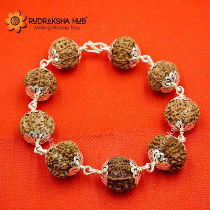 Rudraksha for Cash Flow
