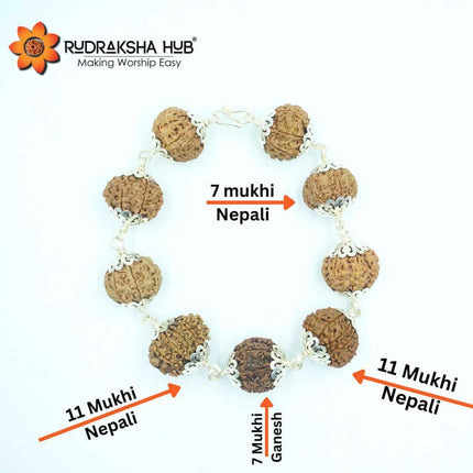 Rudraksha for Cash Flow