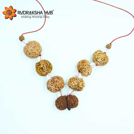 Rudraksha for Consultants
