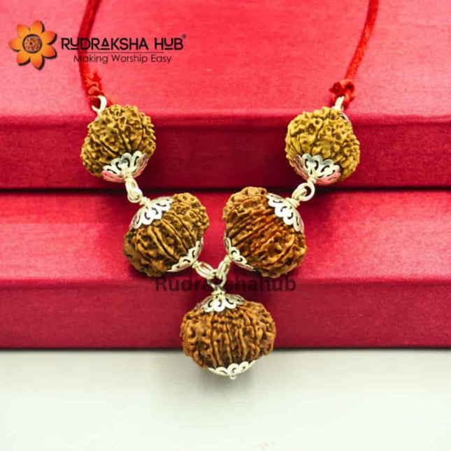 Rudraksha for Venus