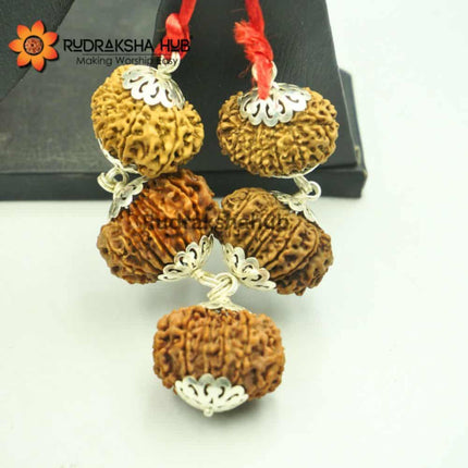 Rudraksha for Venus