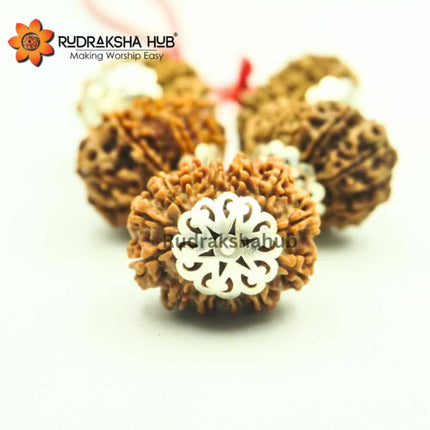 Rudraksha for Venus