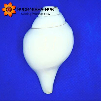 Blowing Shankh (Blowing Conch Shell) 6 Inches
