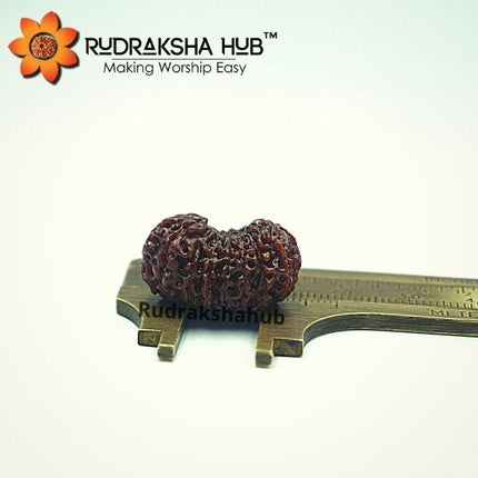 16 मुखी रुद्राक्ष (इंडोनेशियाई)
