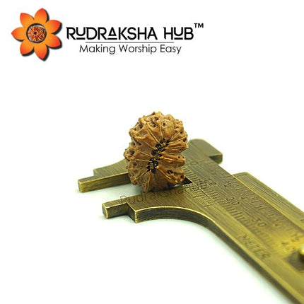 17 Mukhi Rudraksha (Indonesian)