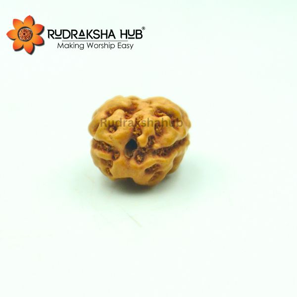 2 Mukhi Rudraksha (Indonesian)