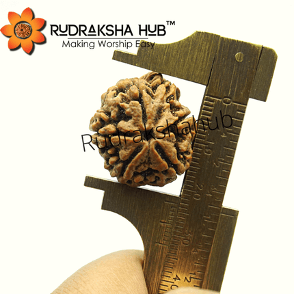 5 Mukhi Ganesha Rudraksha (Nepali)