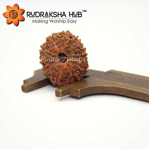 11 Mukhi Rudraksha (Indonesian)