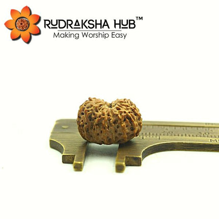 17 Mukhi Rudraksha (Indonesian)