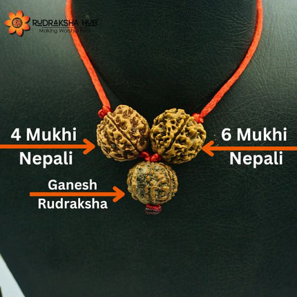 Rudraksha for Aspirants