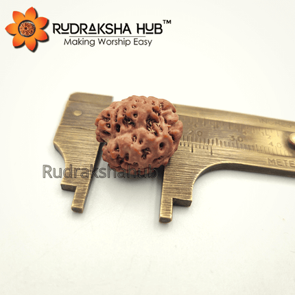 2 मुखी रुद्राक्ष (नेपाली)