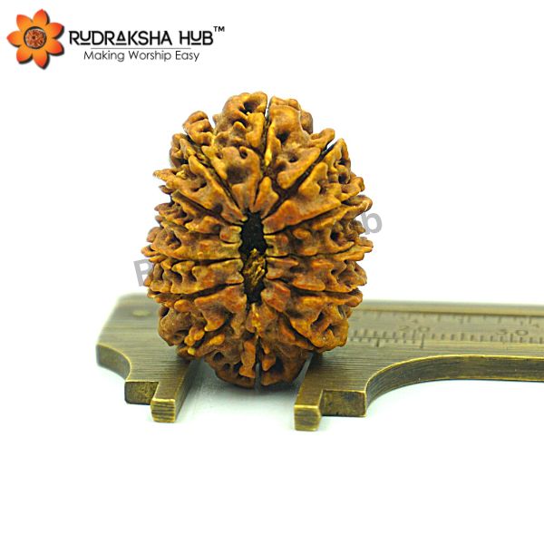 13 Mukhi Rudraksha (Nepali)