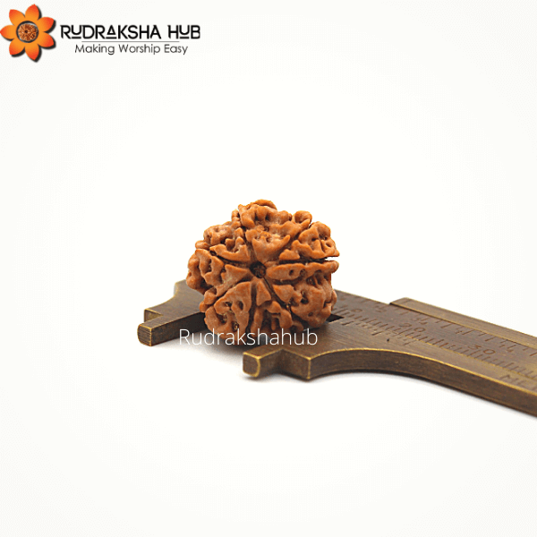 7 Mukhi Rudraksha (Nepali)
