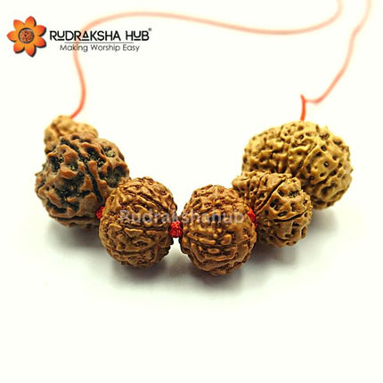 Rudraksha for Civil Servants