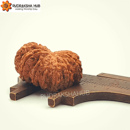 13 Mukhi Rudraksha (Indonesian)