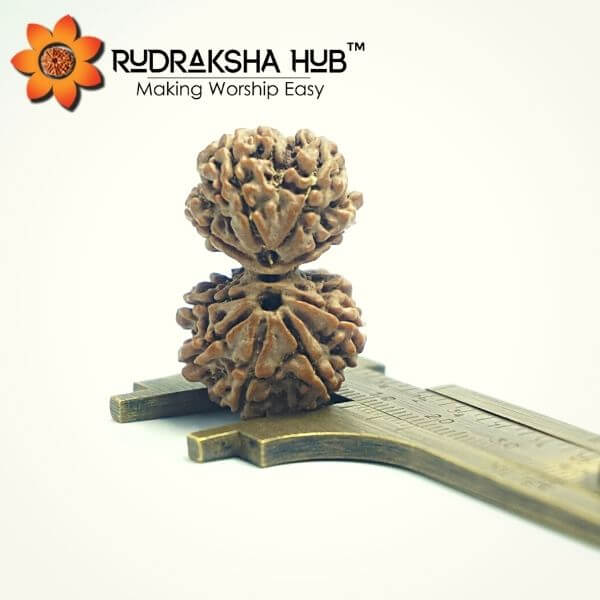 9 Mukhi Gauri Shankar Rudraksha (Nepali)