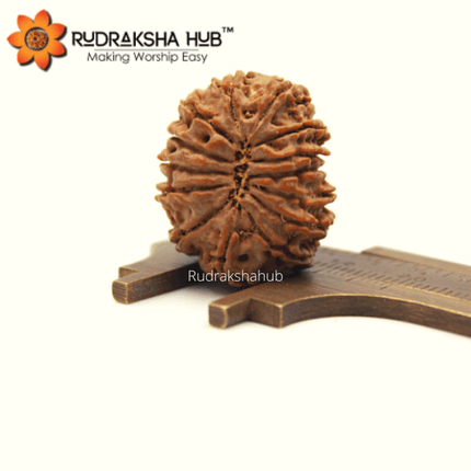 14 मुखी रुद्राक्ष (नेपाली)