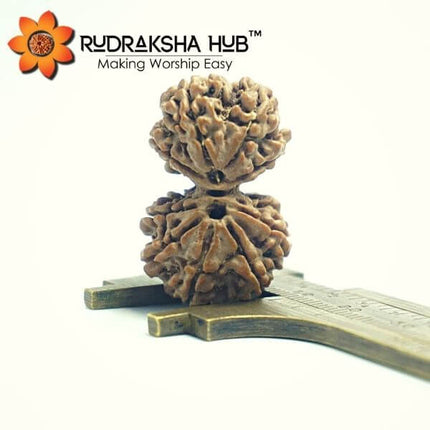 9 मुखी गौरी शंकर रुद्राक्ष (नेपाली)