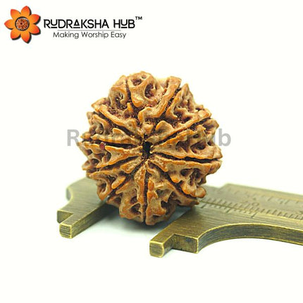 10 मुखी रुद्राक्ष (नेपाली)