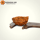 1 Mukhi Rudraksha (Half Moon)  -  Demo