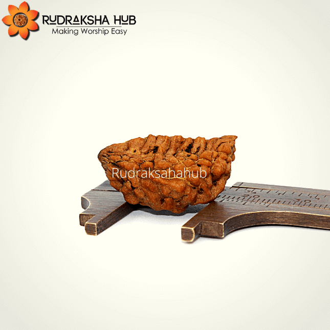 1 Mukhi Rudraksha (Half Moon)