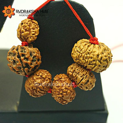 Rudraksha for Civil Servants