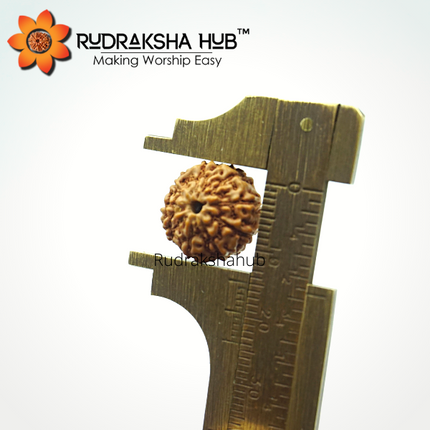 9 मुखी रुद्राक्ष (इंडोनेशियाई)