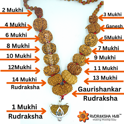 1-14 Mukhi Siddha Rudraksha Mala (Nepali)